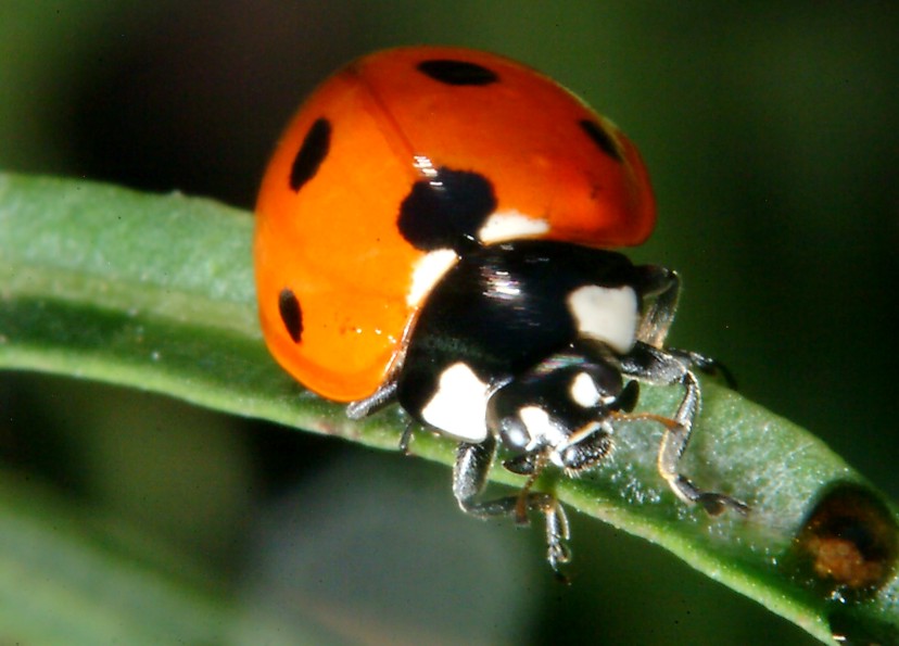 Farfalla e altri insetti